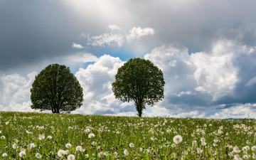 Картинка природа деревья лето поле одуванчики