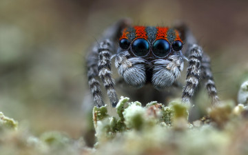 Картинка животные пауки лапки мохнатые портрет паучок фон взгляд макро джампер природа размытый размытие паук глаза скакунчик растение мордашка