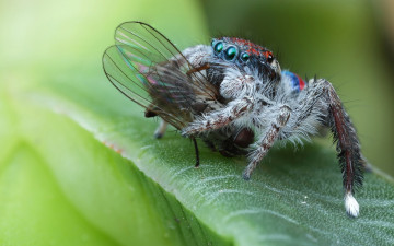 Картинка животные пауки паук мертвая макро глаза скакунчик муха фон добыча природа листок еда зеленый паучок насекомое мохнатые насилие лапки жертва