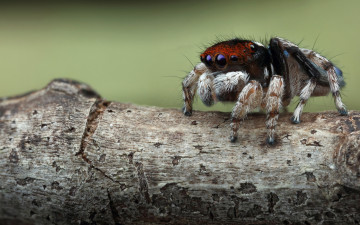 Картинка животные пауки природа скакунчик глаза макро размытый фон растение портрет взгляд мордашка паук паучок размытие джампер лапки мохнатые