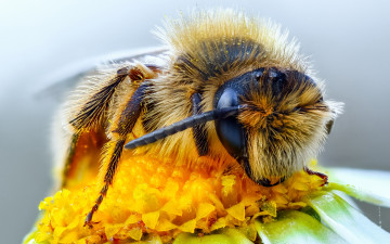 Картинка животные пчелы +осы +шмели глаза макро пыльца пчела насекомое цветок фон макросъемка