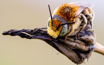 Картинка животные пчелы +осы +шмели растение пыльца фон шмель усики макро сухое макросъемка природа шерстка насекомое детали мордашка глаза пчела