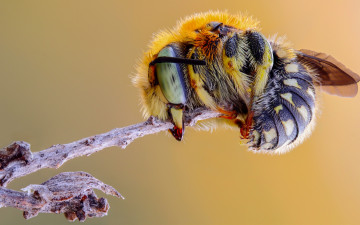 Картинка животные пчелы +осы +шмели жало фон крылья плела