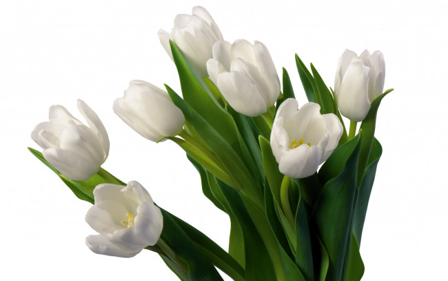 Обои картинки фото цветы, тюльпаны, букет, белые