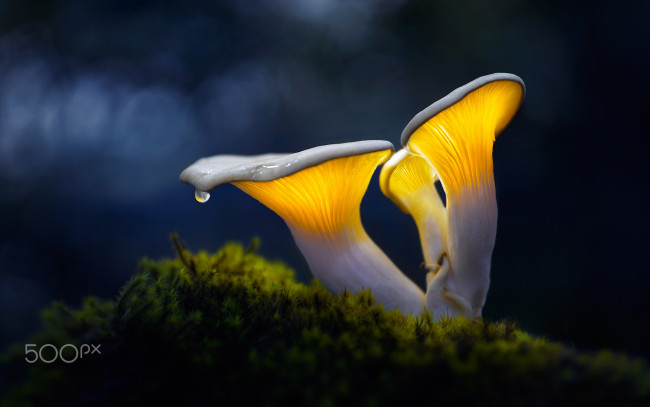 Обои картинки фото природа, грибы, мох, капля, свет, макро, боке