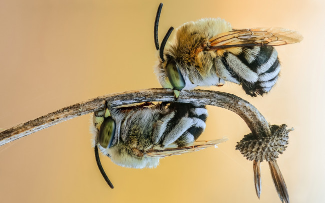 Обои картинки фото животные, пчелы,  осы,  шмели, фон, жало, крылья, плела
