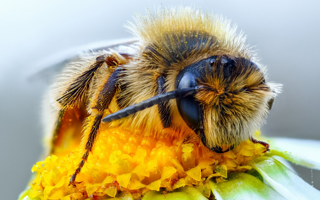 Обои картинки фото животные, пчелы,  осы,  шмели, глаза, макро, пыльца, пчела, насекомое, цветок, фон, макросъемка