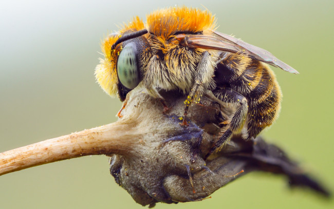 Обои картинки фото животные, пчелы,  осы,  шмели, насекомое, природа, глаза, растение, шертска, фон, детали, полосатый, тельце, подробности, пчела, пыльца, макро, шмель