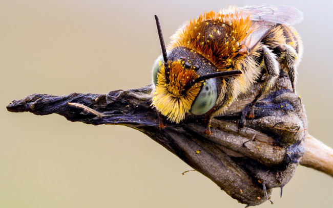 Обои картинки фото животные, пчелы,  осы,  шмели, растение, пыльца, фон, шмель, усики, макро, сухое, макросъемка, природа, шерстка, насекомое, детали, мордашка, глаза, пчела