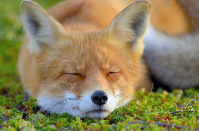Обои картинки фото животные, лисы, морда, спит, лиса, лис