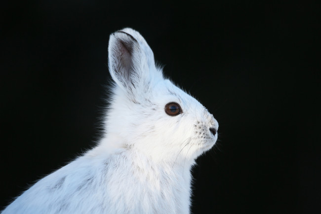 Обои картинки фото животные, кролики,  зайцы, кролик