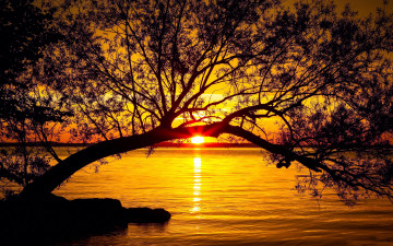 Картинка природа восходы закаты закат солнце дерево