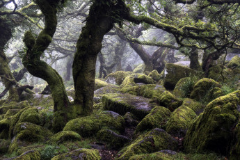 Картинка природа лес камни мох деревья