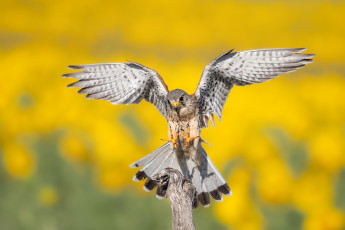Картинка красота животные птицы+-+хищники поза птица крылья когти сокол желтый фон сук пустельга размах крыльев