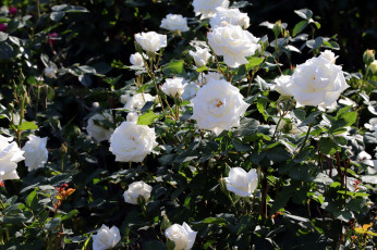 Картинка цветы розы розовый куст белые