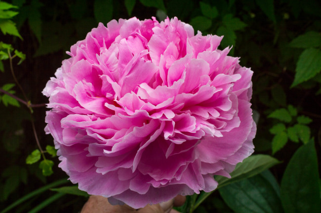 Обои картинки фото цветы, пионы, розовый, пион, макро