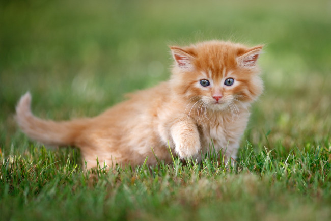 Обои картинки фото животные, коты, трава, малыш, рыжий, мордочка, котёнок, боке, лапка