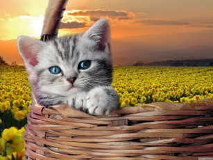 Картинка котенок животные коты