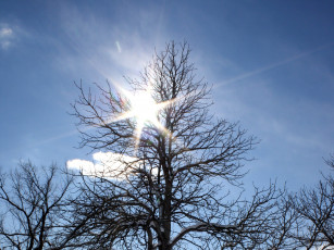 Картинка природа деревья солнце