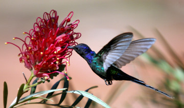 Картинка животные колибри крылья цветок полет