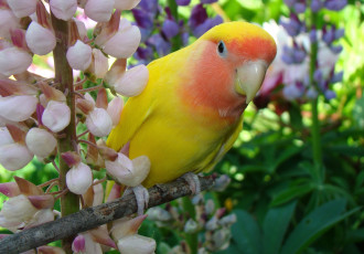 Картинка животные попугаи люпин неразлучник