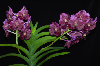 Картинка цветы орхидеи экзотика ветки лиловый