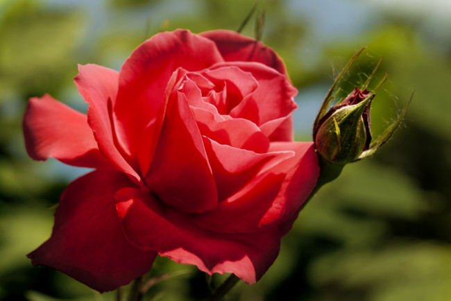 Обои картинки фото цветы, розы, бутон, красный
