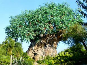 Картинка disney`s animal kingdom tree of life природа деревья парк дерево крона корни фигурки