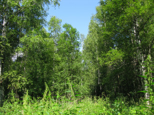 Картинка русский лес природа россия лето деревья