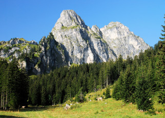 Картинка австрия альпы природа горы лес