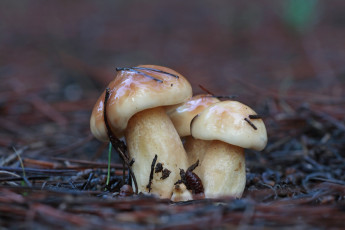 Картинка природа грибы трио молоденькие красавчики