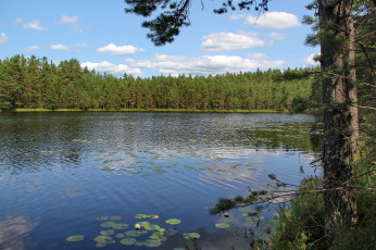 Картинка ленинградская область выборг природа реки озера река камыши