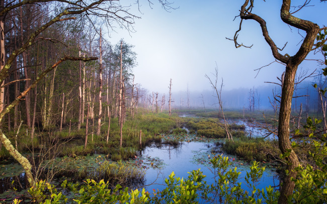 Обои картинки фото природа, лес, болота, стволы, туман