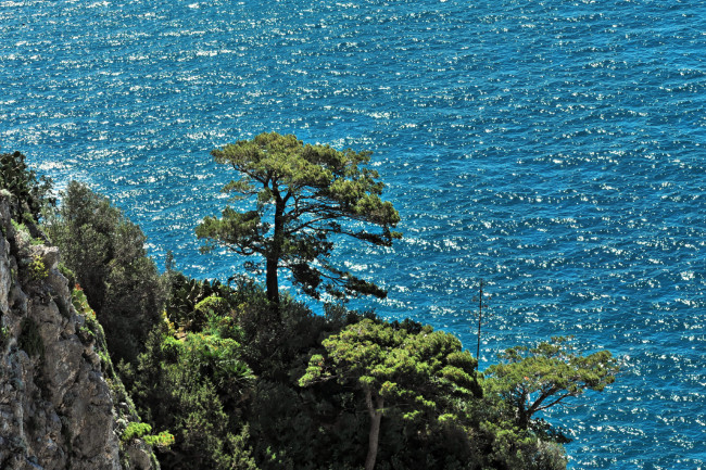 Обои картинки фото capri, природа, побережье, море, рябь, деревья, скалы