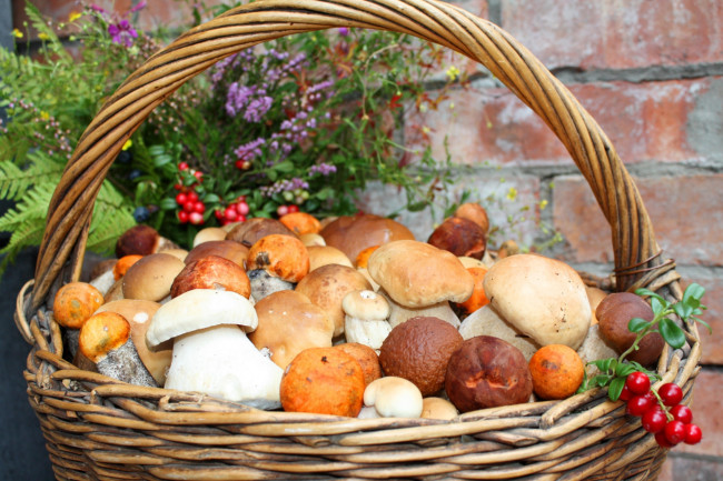 Обои картинки фото еда, грибы, грибные, блюда, лукошко, боровики, брусника