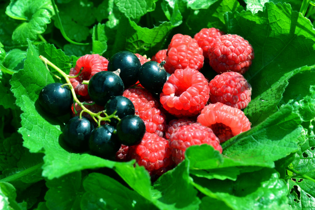 Обои картинки фото еда, фрукты, ягоды, смородина, малина