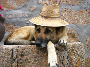 Картинка животные собаки собака овчарка шляпа