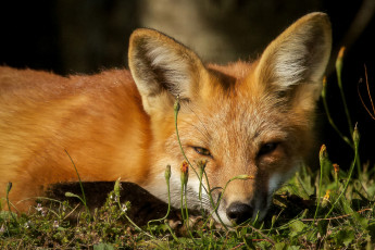 Картинка животные лисы взгляд морда рыжая лиса хитрющая