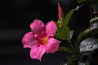 Картинка цветы адениум +мандевилла розовый