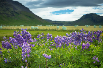 Картинка iceland цветы люпин исландия люпины горы