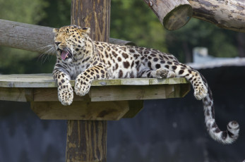 Картинка животные леопарды амурский кошка отдых зевает лапы хвост настил зоопарк