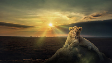 Картинка животные львы львёнок камень закат детёныш лев