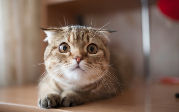 Картинка животные коты фон кошка взгляд