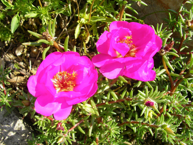 Обои картинки фото цветы, портулак, дандур, portulaca, розовый