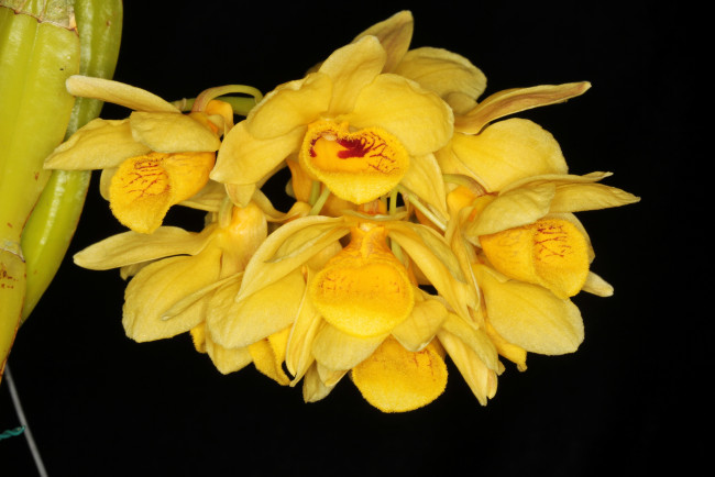 Обои картинки фото цветы, орхидеи, желтые