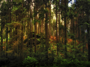 Картинка природа лес деревья камни
