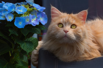 Картинка животные коты котик животное взгляд усы рыжик цветы гортензия