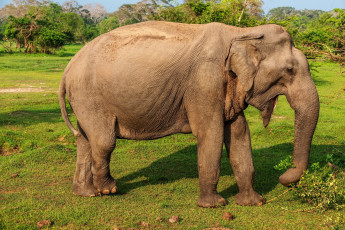 Картинка животные слоны трава деревья ветки