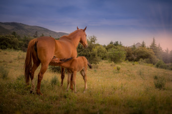 Картинка животные лошади животное красавцы horse animal handsome
