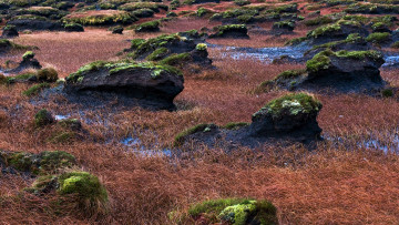 Картинка природа луга трава камни мох